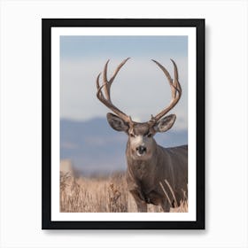 Colorado Mule Deer Art Print