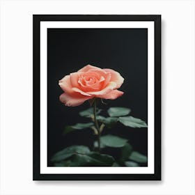 Peach Rose 25 Art Print