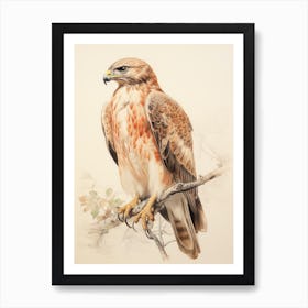 Vintage Bird Drawing Red Tailed Hawk 1 Art Print