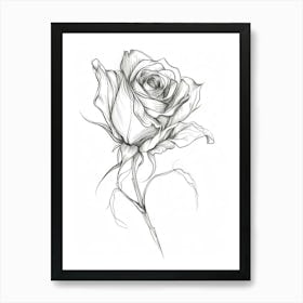 English Rose Black And White Line Drawing 36 Art Print