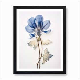 Pressed Flower Botanical Art Aconitum 2 Art Print