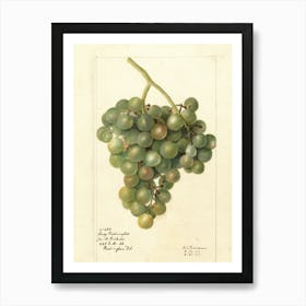 Grapes 2 Art Print