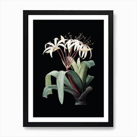 Vintage Crinum Erubescens Botanical Illustration on Solid Black n.0889 Art Print