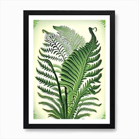 Ostrich Fern Vintage Botanical Poster Poster