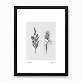 Freesia Botanical Collage 4 Art Print