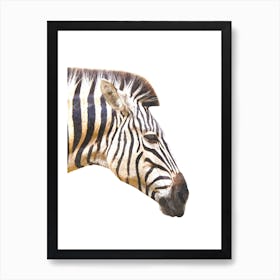Zebra Profile Watercolor Art Print