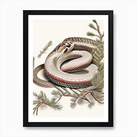 Northern Pine Snake Vintage Art Print