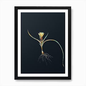 Vintage Ixia Recurva Botanical Watercolor Illustration on Dark Teal Blue n.0071 Art Print