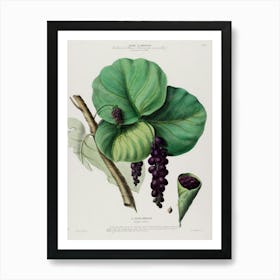 Ligustrum Art Print