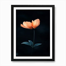 Single Orange Flower 6 Art Print