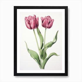 Tulips Flower Vintage Botanical 1 Art Print