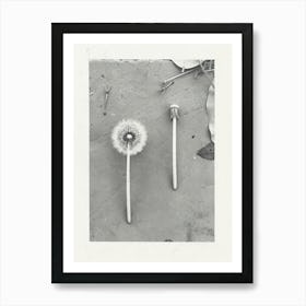 Dandelion Flower Photo Collage 2 Art Print