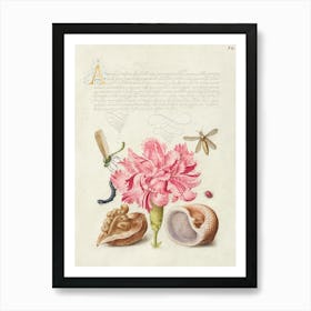 Damselfly, Carnation, Insect, Caterpillar, Ladybird, English Walnut, And Marine Mollusk From Mira Calligraphiae Monumenta, Joris Hoefnagel Art Print