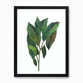 Zebra Plant (Aphelandra Squarrosa) Watercolor Art Print