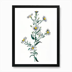 Chamomile 1 Art Print