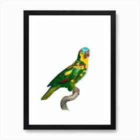 Vintage Blue Fronted Amazon Parrot Bird Illustration on Pure White Art Print