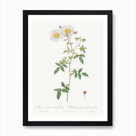 Rosa Sempervirens, Pierre Joseph Redoute Art Print