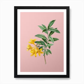 Vintage Yellow Azalea Botanical on Soft Pink n.0853 Art Print