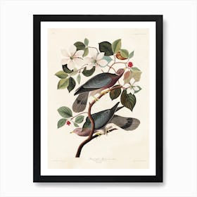 Band Tailed Pigeon, Birds Of America, John James Audubon Art Print