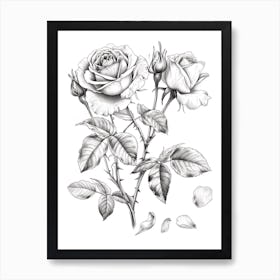 Rose With Petals Line Drawing 3 Art Print