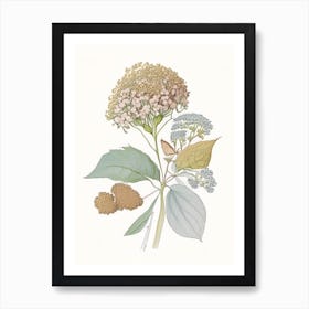 Hydrangea Root Spices And Herbs Pencil Illustration 3 Art Print