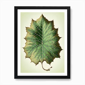 Sycamore Leaf Vintage Botanical Art Print