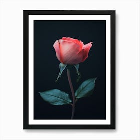 Pink Rose On Black Background 49 Art Print