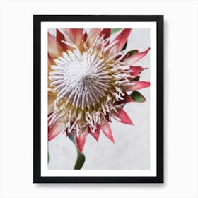 Red King Protea From Above Art Print