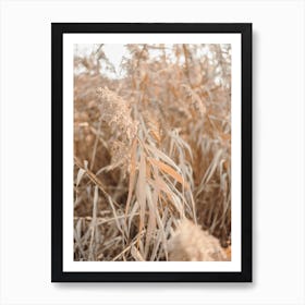 All Natural Dry Grasses In Bologna Italy  Art Print