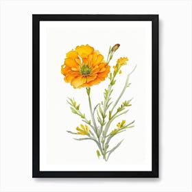 Desert Marigold Wildflower Watercolour 1 Art Print