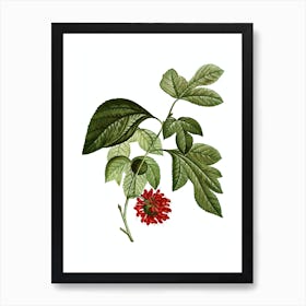 Vintage Paper Mulberry Flower Botanical Illustration on Pure White n.0619 Art Print