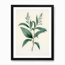 Eucalyptus 4 Art Print