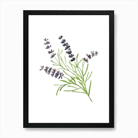 Lavender Flower Art Print