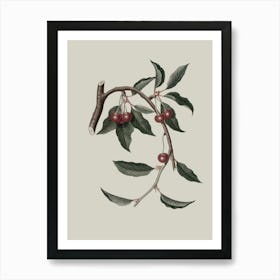 Cherry Branch 4 Art Print