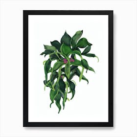 Christmas Cactus (Schlumbergera Hybrids) Watercolor Art Print