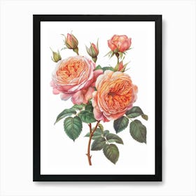 English Roses Painting Sketch Style 3 Art Print
