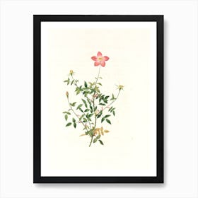 Rosa Rubiginosa 1 Art Print