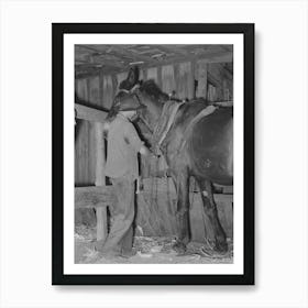 Son Of Tenant Farmer Harnessing Horse Near Muskogee, Oklahoma, See General Caption No Art Print