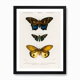 Different Types Of Butterfly, Charles Dessalines D'Orbigny 1 Art Print