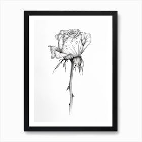 English Rose Black And White Line Drawing 26 Art Print