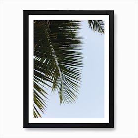 Green Palm Leaves On Blue Sky Art Print