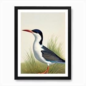 Common Tern James Audubon Vintage Style Bird Art Print