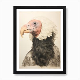 Vintage Bird Drawing California Condor 1 Art Print