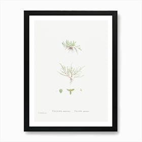 Tilleaea Muscosa, Pierre Joseph Redoute Art Print