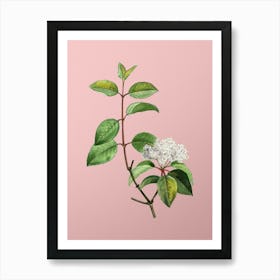 Vintage Black Haw Botanical on Soft Pink n.0033 Art Print