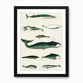 Collection Of Various Whales, Oliver Goldsmith Art Print