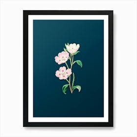 Vintage Pink Oenothera Flower Botanical Art on Teal Blue n.0243 Art Print