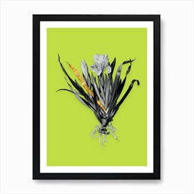 Vintage Crimean Iris Black and White Gold Leaf Floral Art on Chartreuse n.0415 Art Print