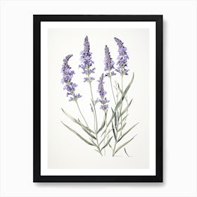 Lavender Flower Vintage Botanical 3 Art Print