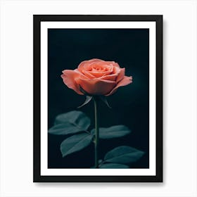 Rose In The Dark 17 Art Print